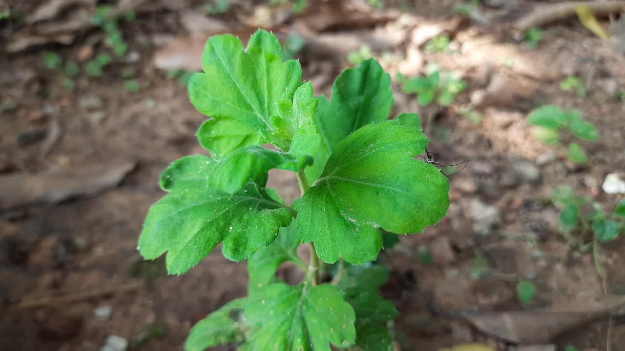 菊花的植物。视频素材