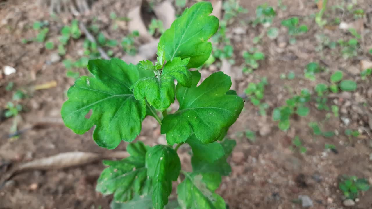 菊花的植物。视频素材