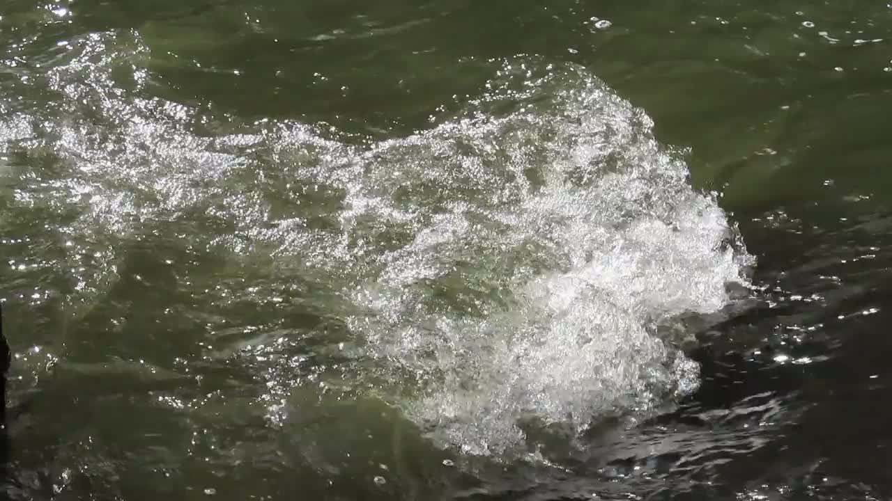 雨林里流动的溪水视频素材