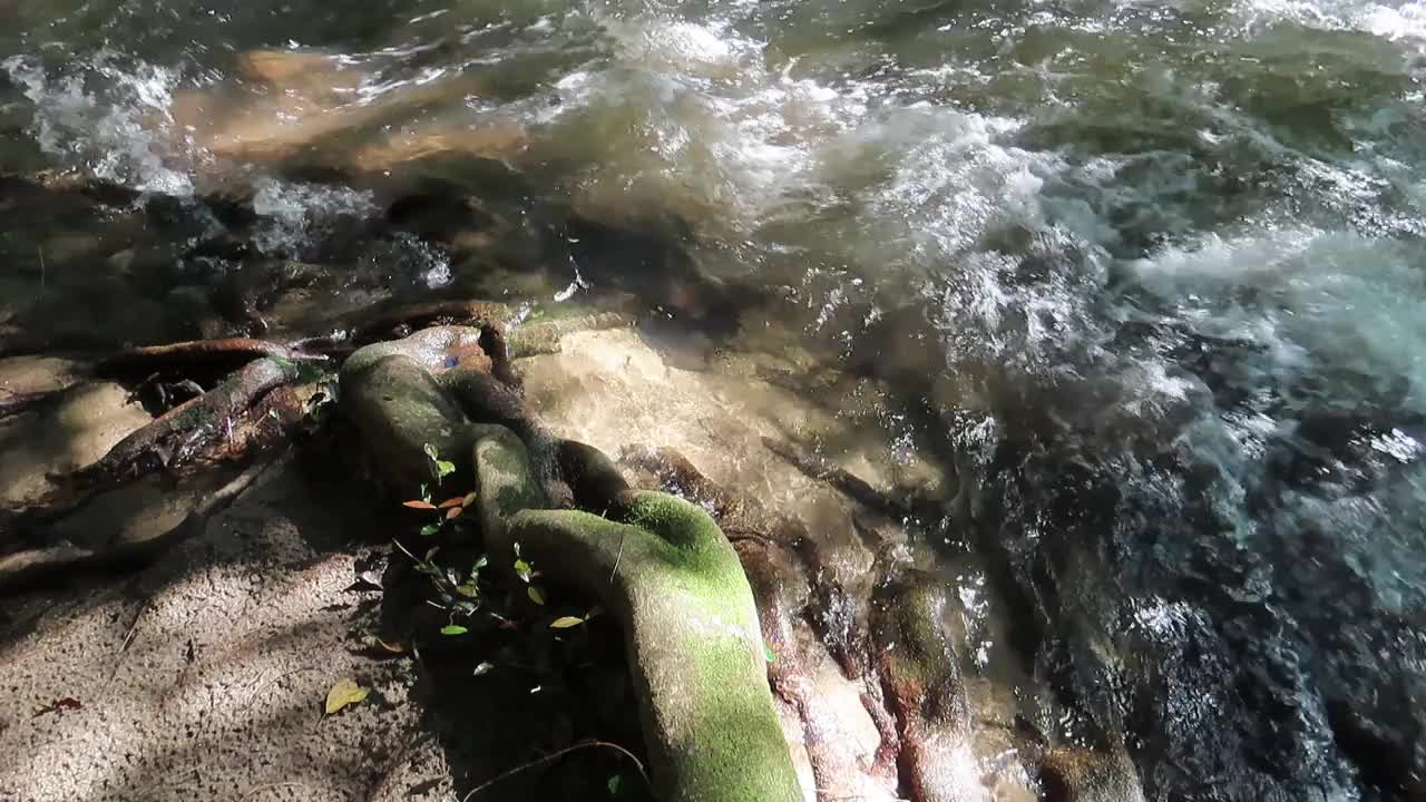 雨林里流动的溪水视频素材