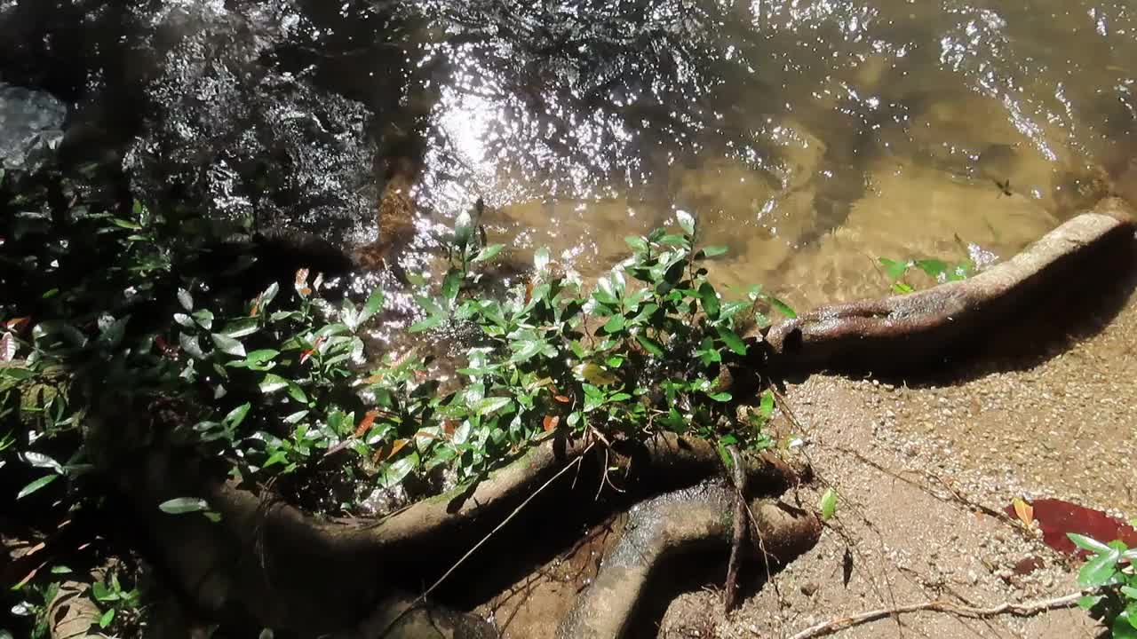 雨林里流动的溪水视频素材