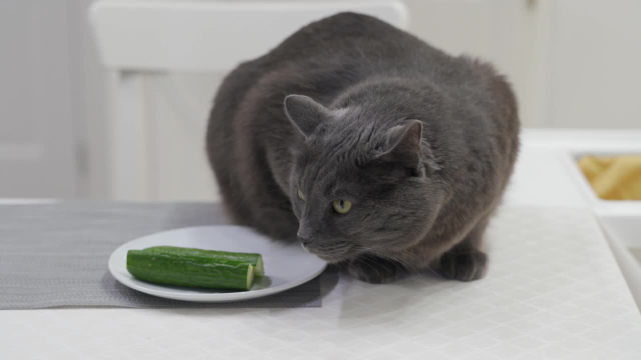 成年灰猫在厨房的桌子上寻找食物，猫坐在椅子上嗅食物的气味。视频素材