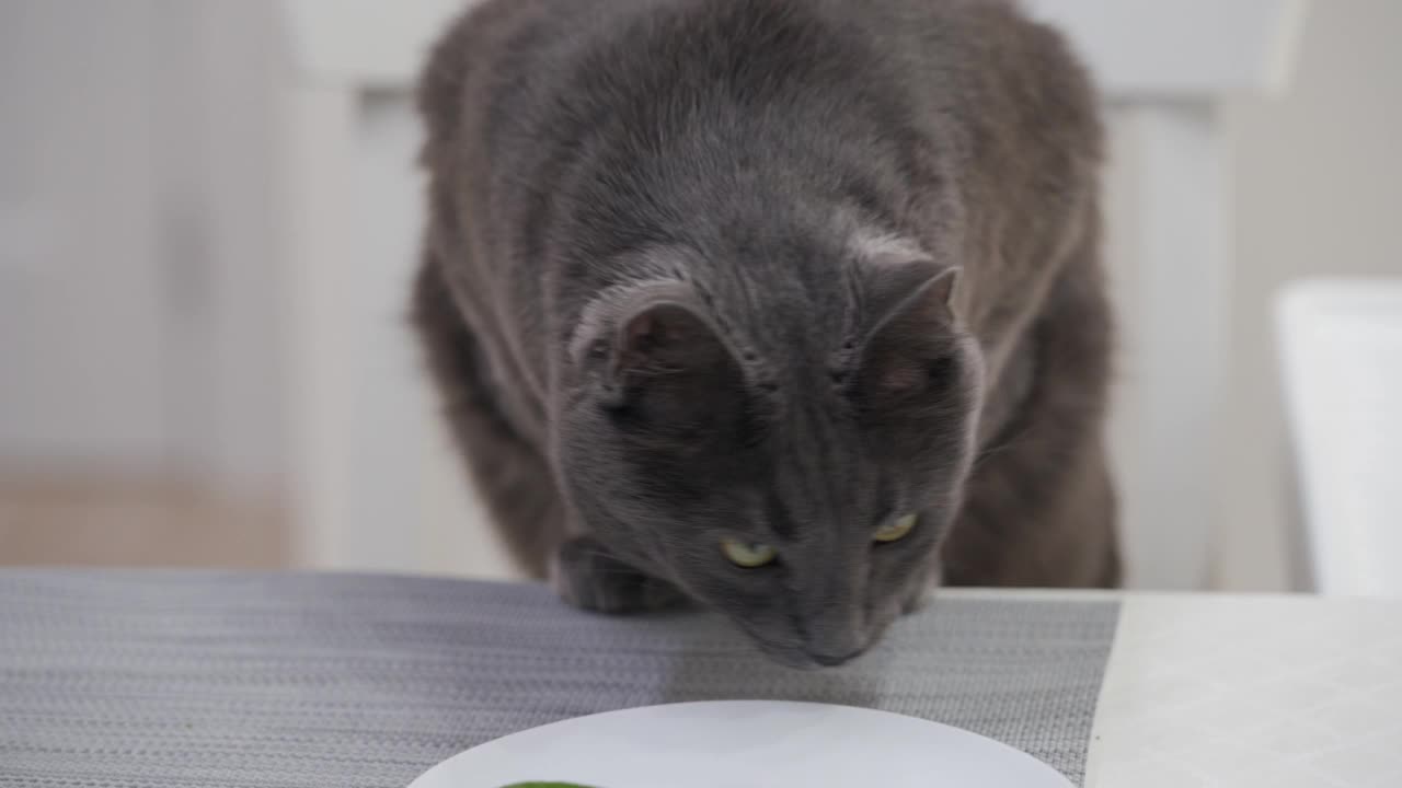 成年灰猫在厨房的桌子上寻找食物，猫坐在椅子上嗅食物的气味。视频素材