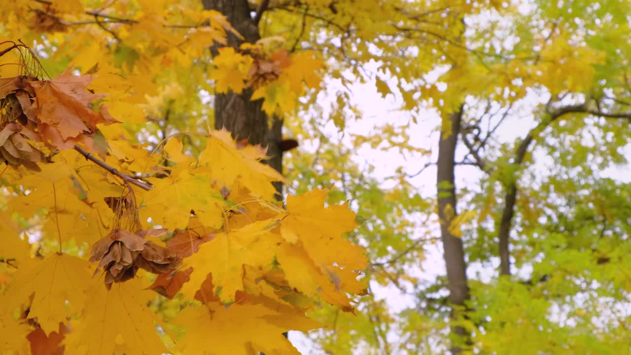 特写树枝上挂着橙黄的秋叶，在森林的风中摇曳。视频素材