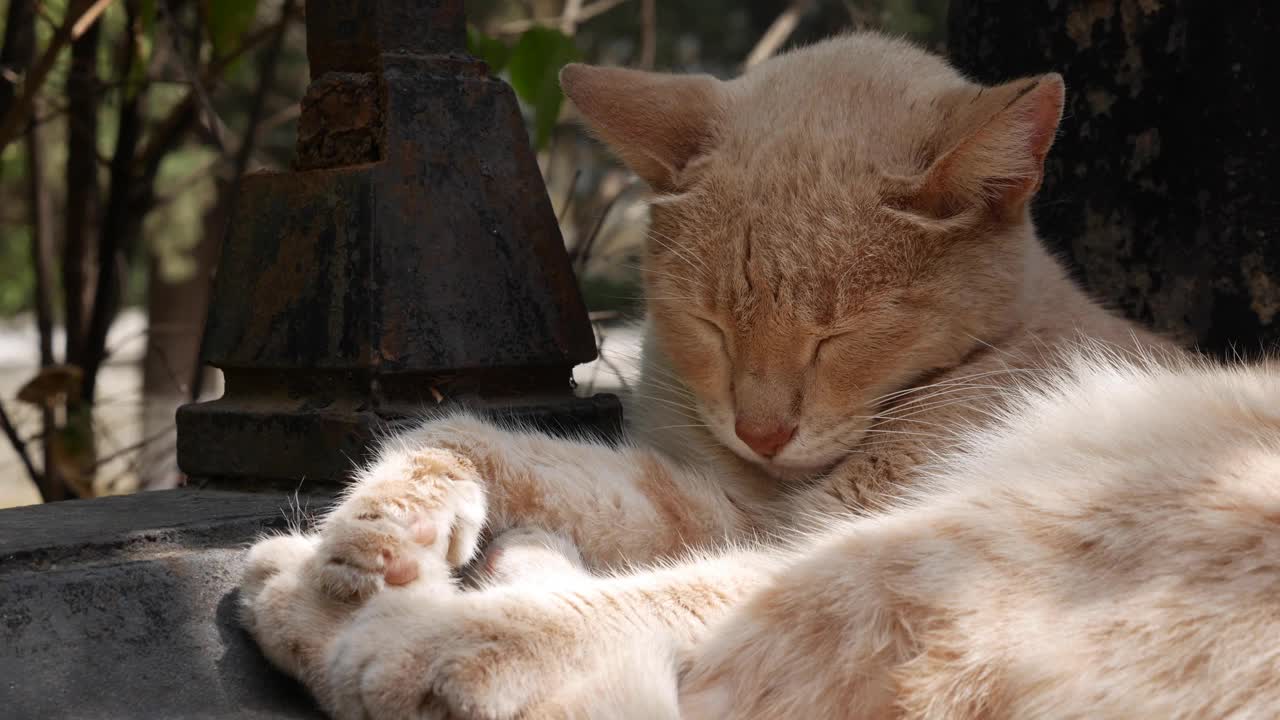 一只睡眼惺忪的流浪猫在看镜头。流浪动物概念视频素材