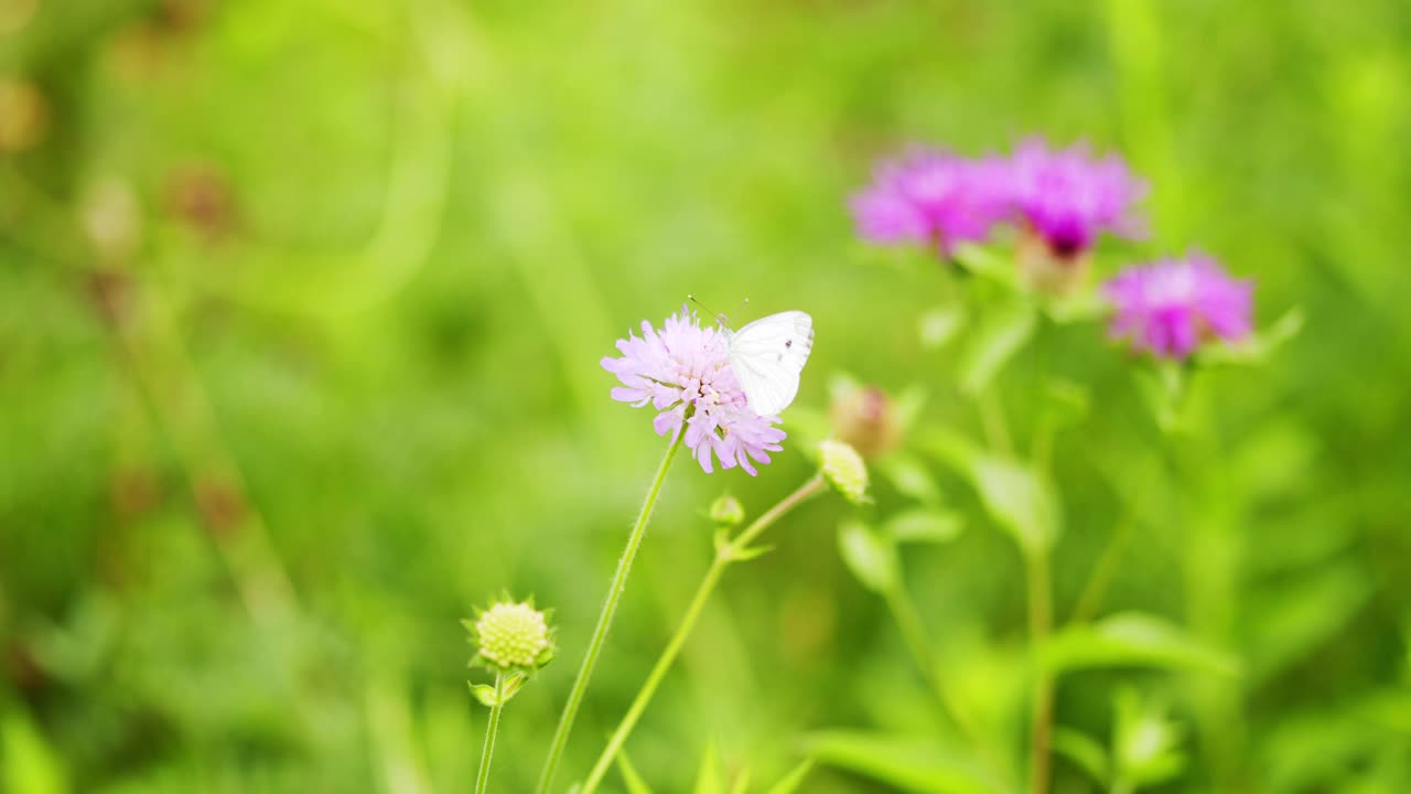 白蝴蝶上野疥疮视频素材