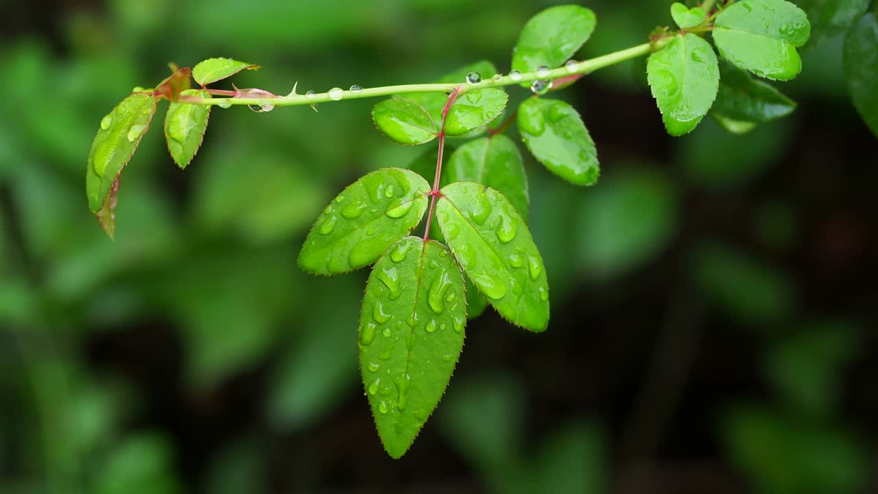 小植物叶子上被风吹动的雨水小滴。视频素材