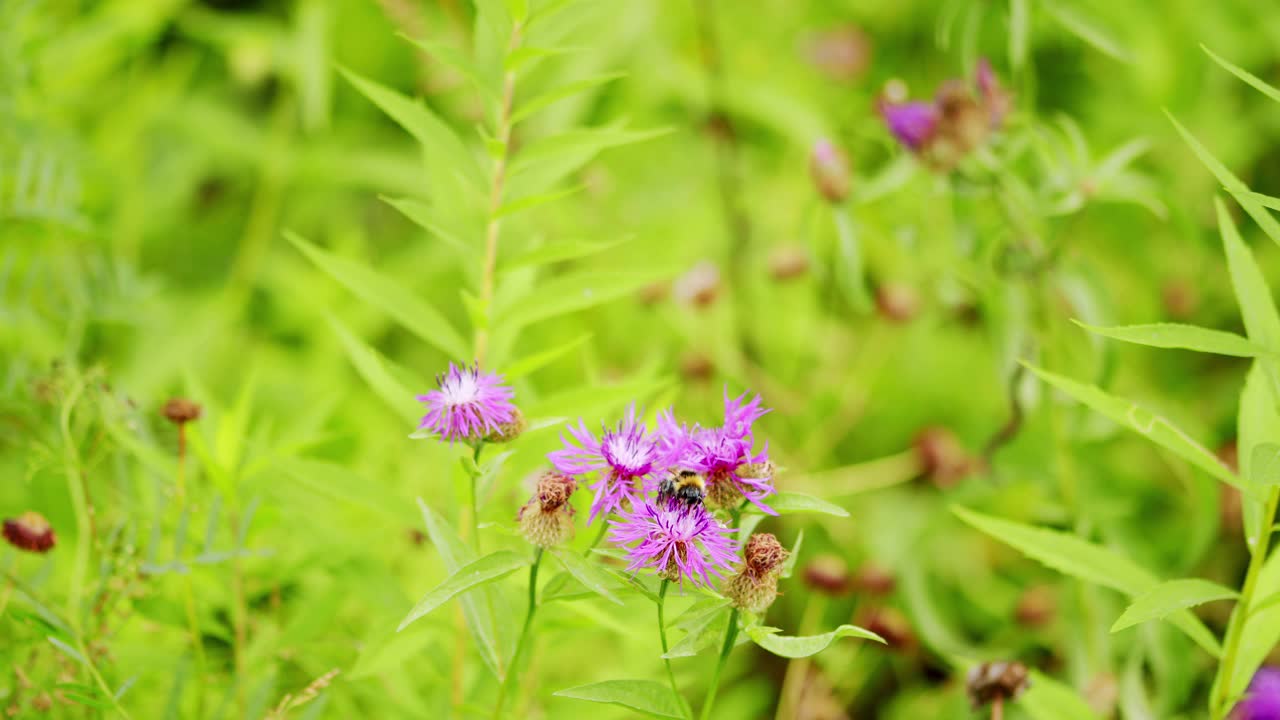 大黄蜂在矢车菊上采集花蜜和花粉视频素材