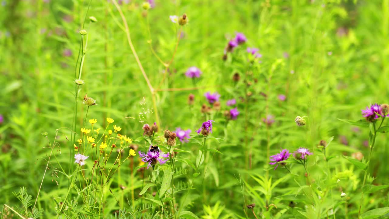 大黄蜂在矢车菊的花上采集花蜜和花粉视频素材