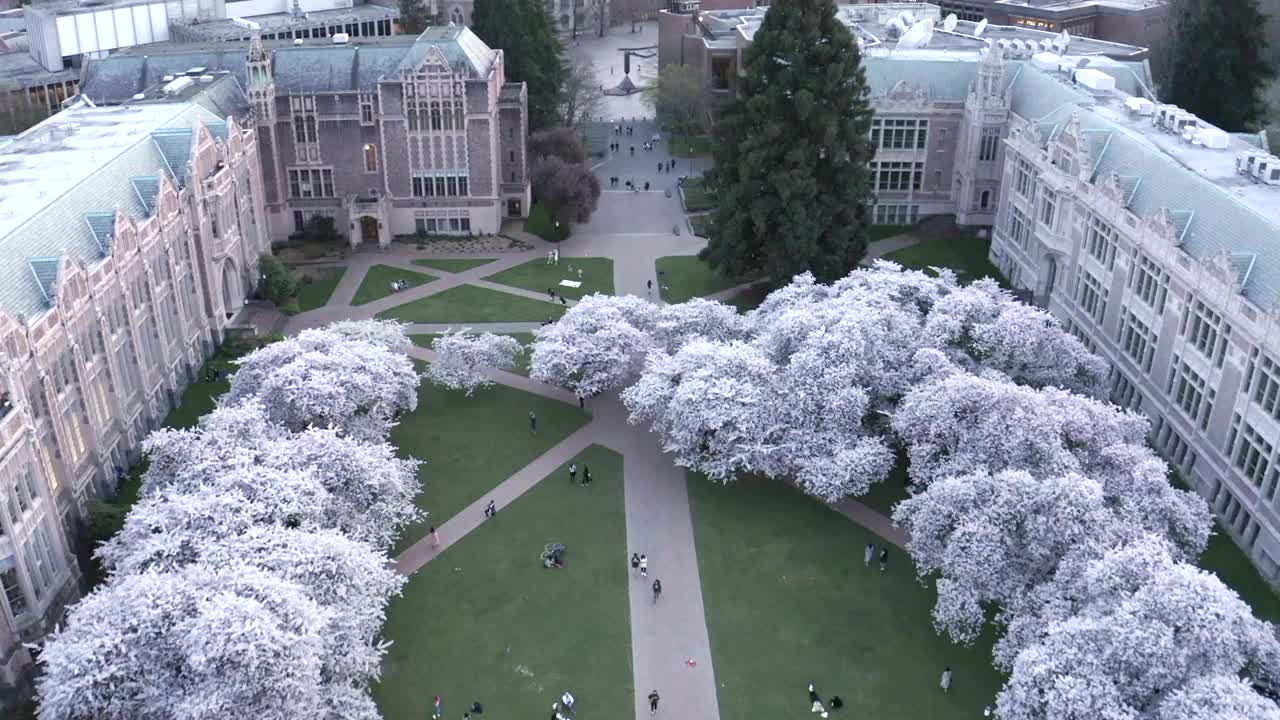 华盛顿大学的樱花视频素材