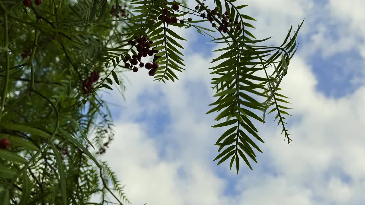 天然的树叶和天空视频素材