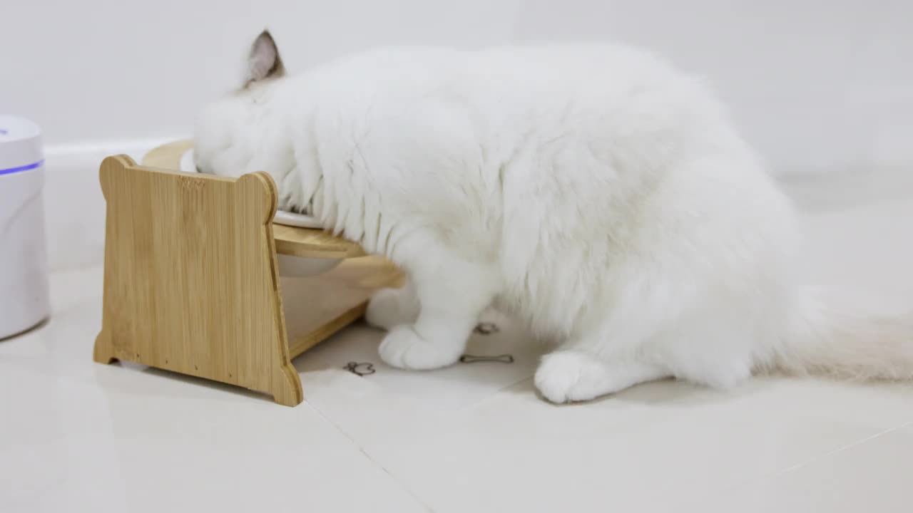 饥饿的白色布娃娃猫喜欢在家里用白色的碗吃食物。视频下载