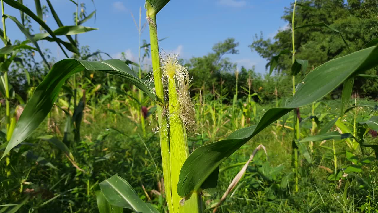 小玉米果实长在树上。视频素材