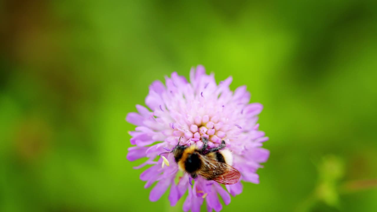 拍摄到一只大黄蜂(bombus sp.)在多汁的花上。紫罗兰色或蓝色花，野糙视频素材