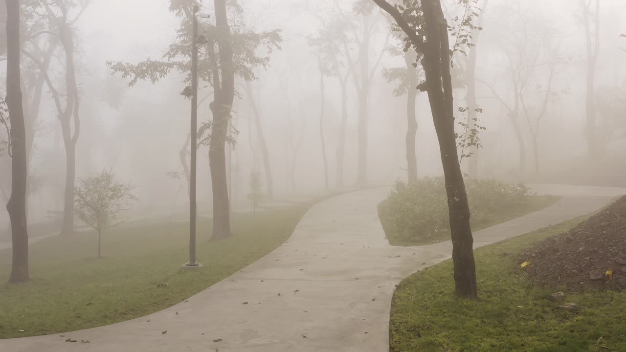 在雾蒙蒙的公园里穿过树林。神秘的气氛视频素材