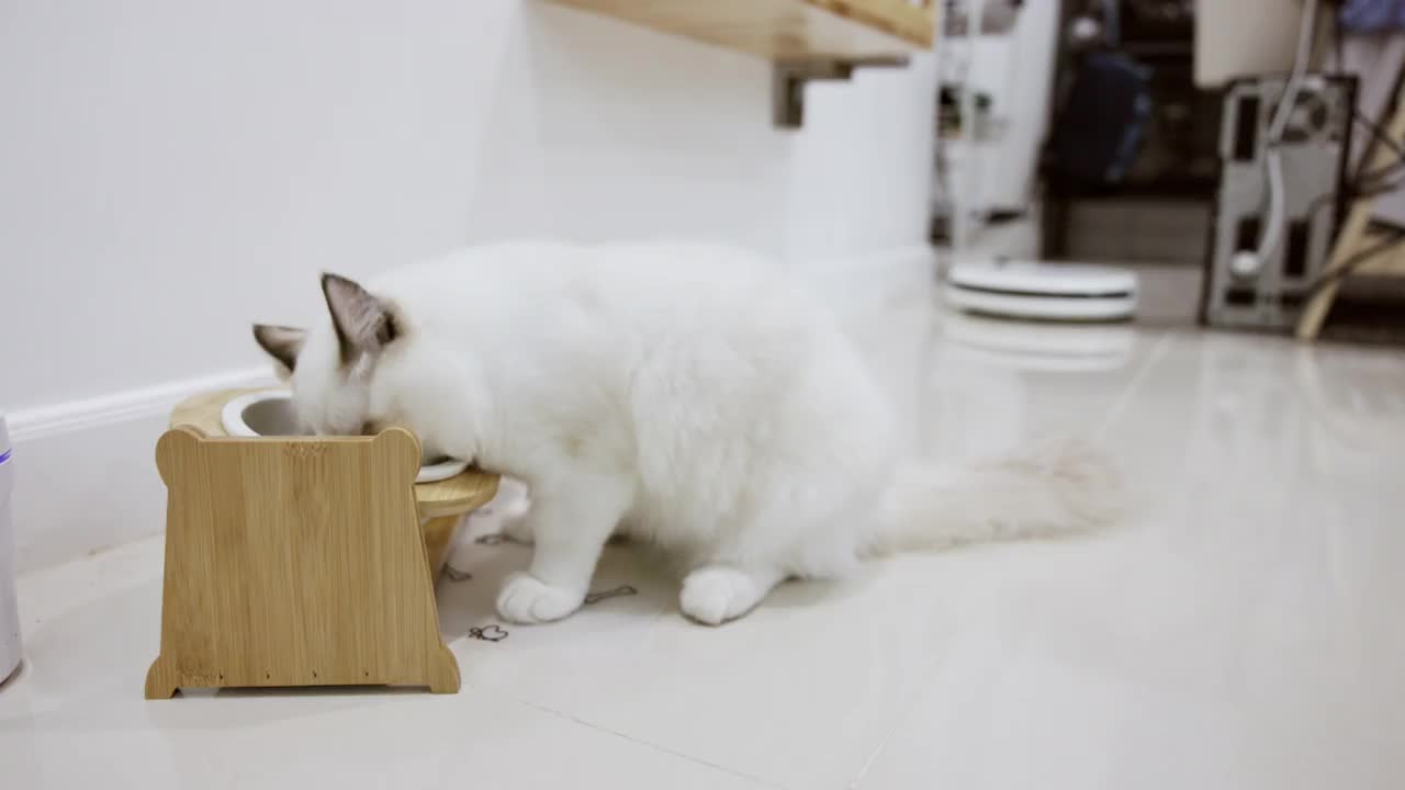 饥饿的白色布娃娃猫喜欢在家里用白色的碗吃食物。视频下载