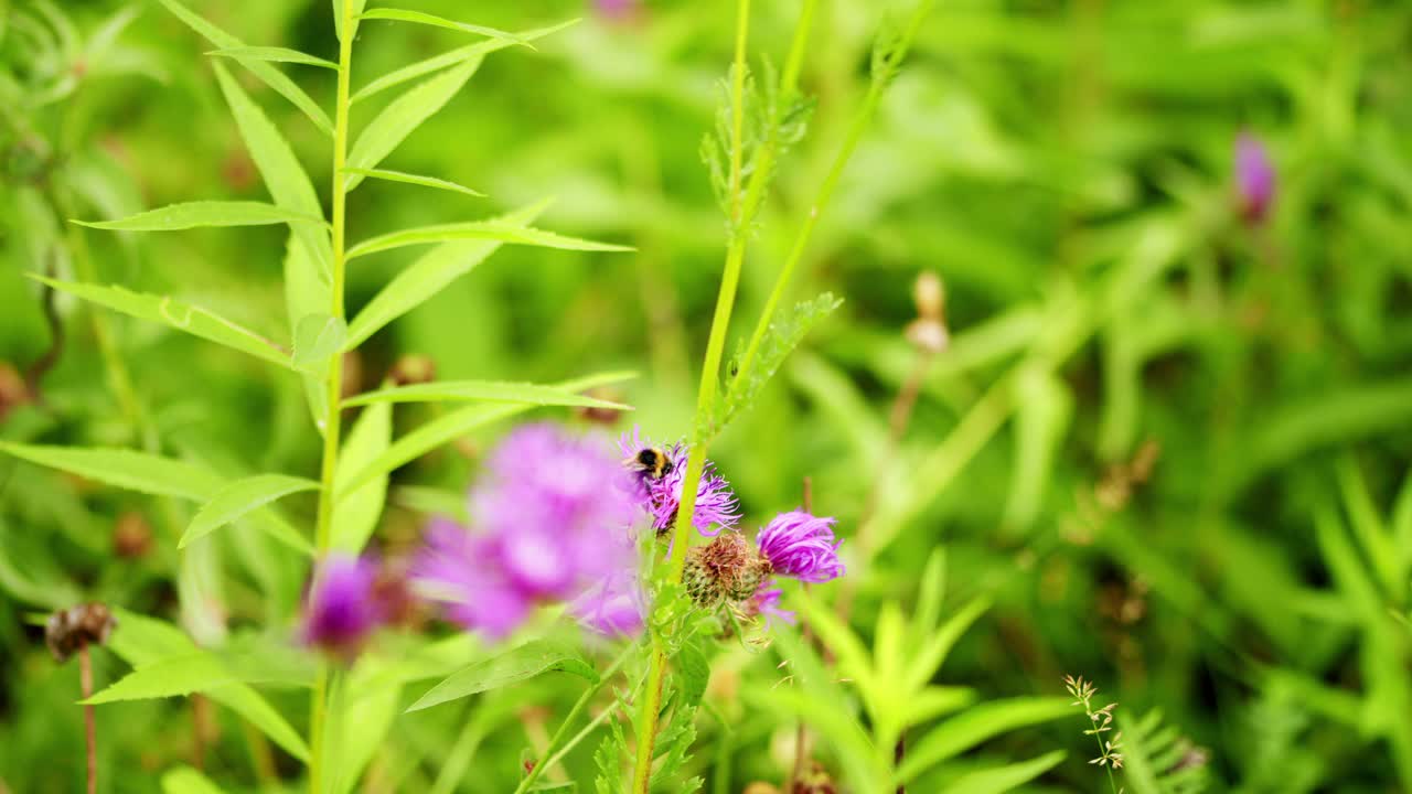 大黄蜂在紫色的野花上。大黄蜂收集花蜜和花粉视频素材