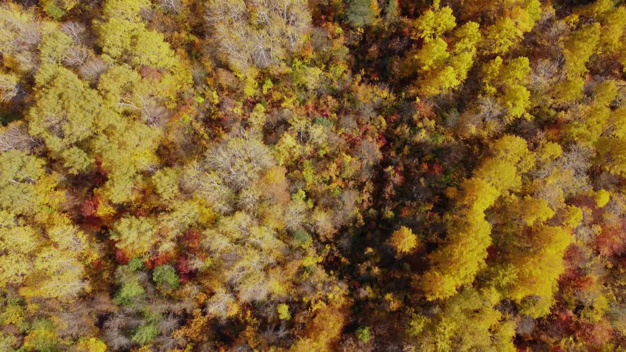 山林的秋天。森林鸟瞰图中的秋天色彩。视频素材