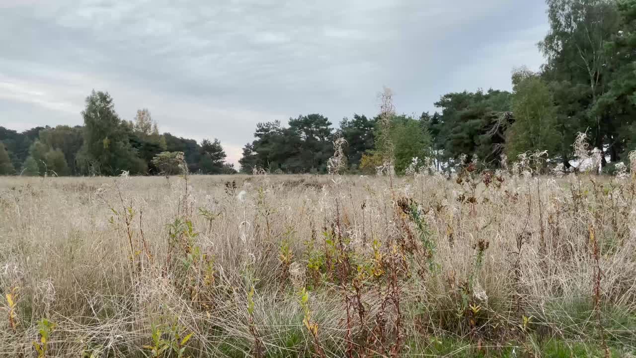 瑞典南部有老草的草地景观视频素材