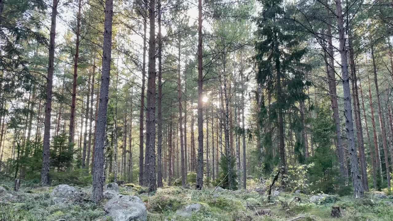 瑞典松林的美丽宁静的日落视频素材