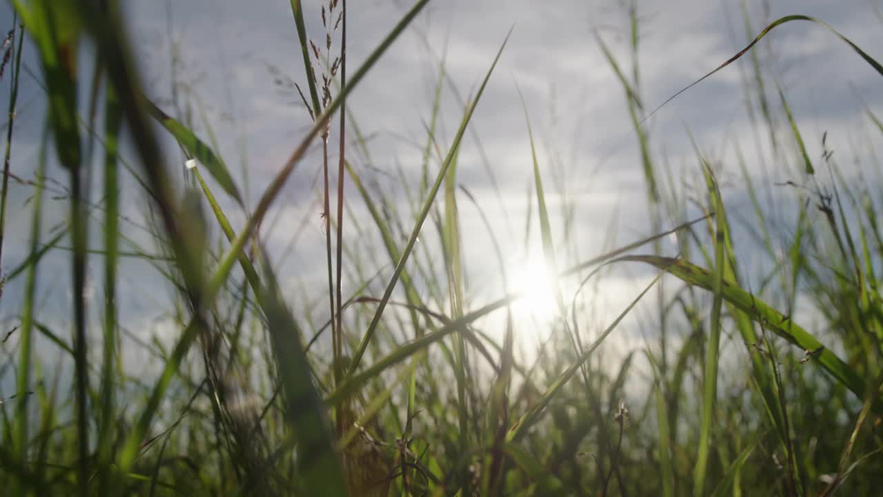 低角度在高高的草丛中移动视频素材