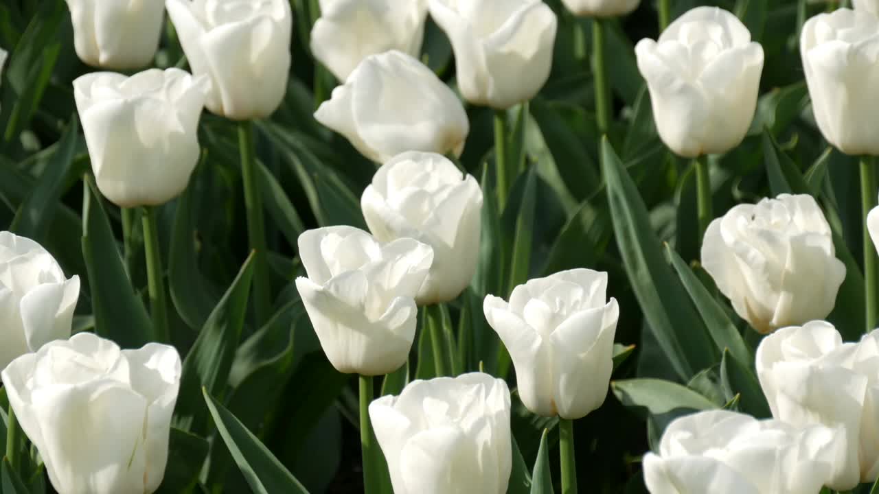 美丽的白色郁金香组合视频素材
