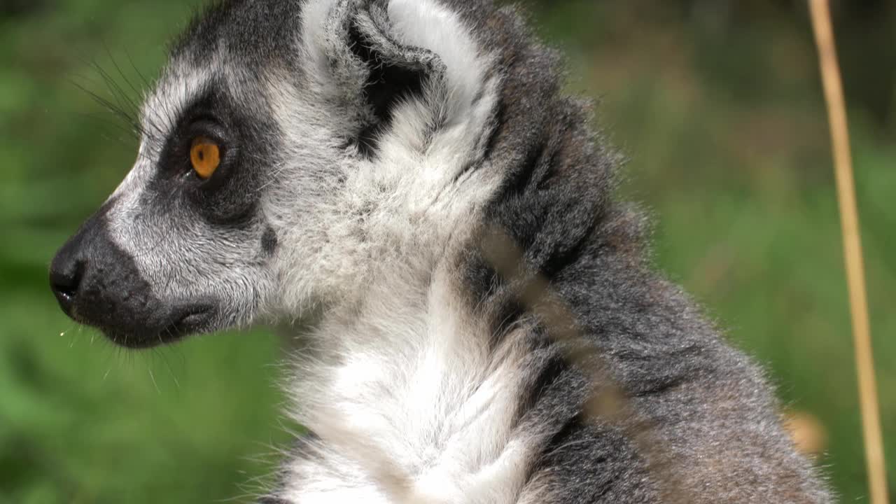 环尾狐猴卡塔四处张望和近距离休息，狐猴科视频素材