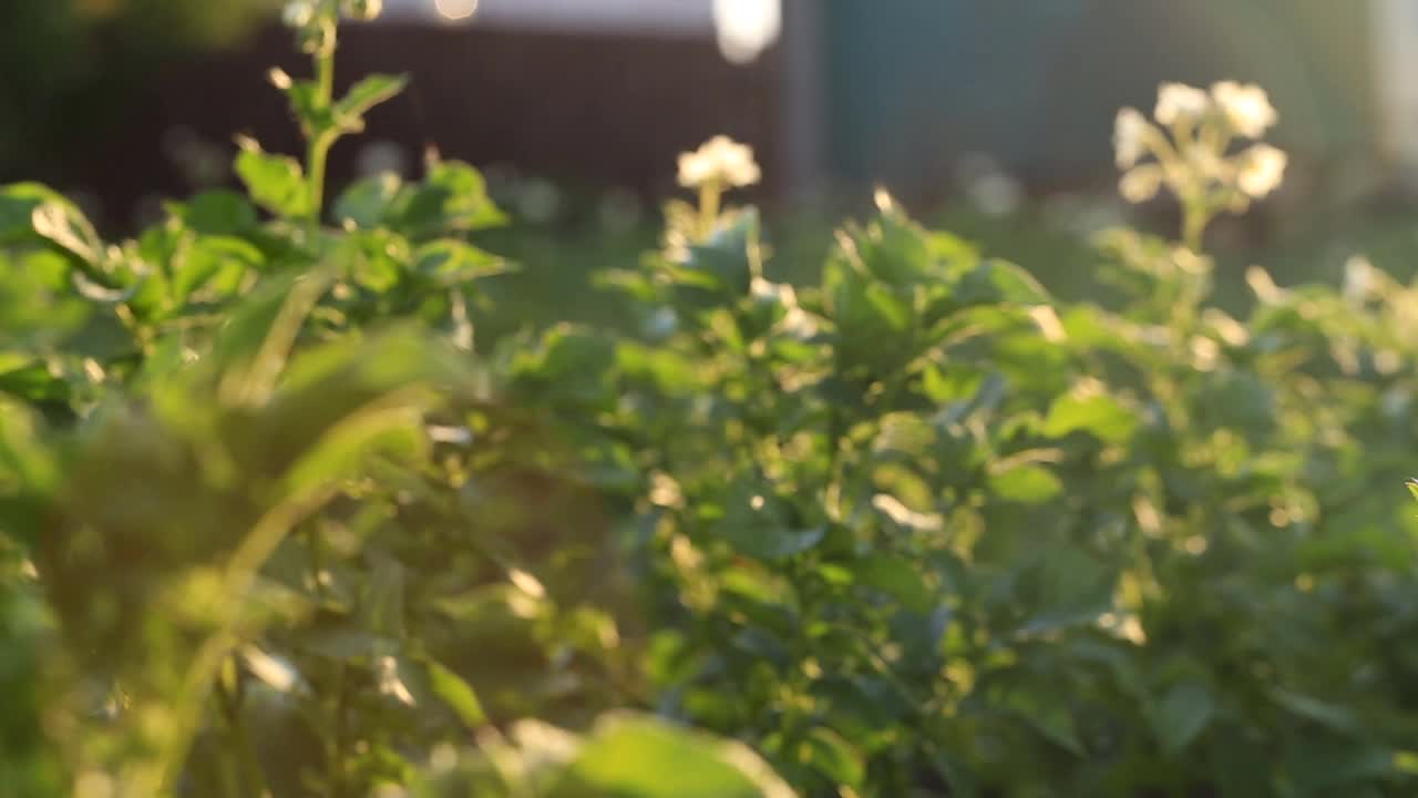 傍晚田地里开花的马铃薯畦。农业。种植蔬菜。视频连接。模糊的背景。视频素材