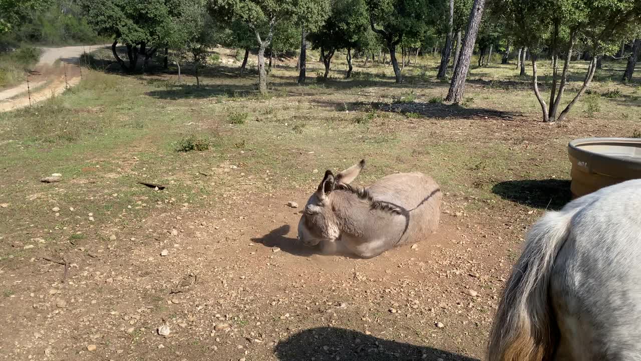 驴子在尘土中打滚视频素材