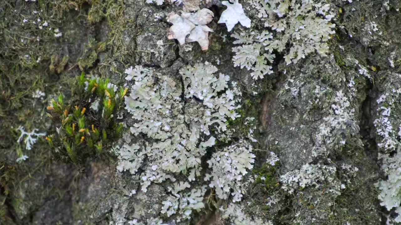 在秋天，树干上生长的绿色苔藓。茂密的苔藓覆盖在热带森林的树皮上。大自然。平移镜头，自然背景，选择性对焦，慢动作，特写视频素材