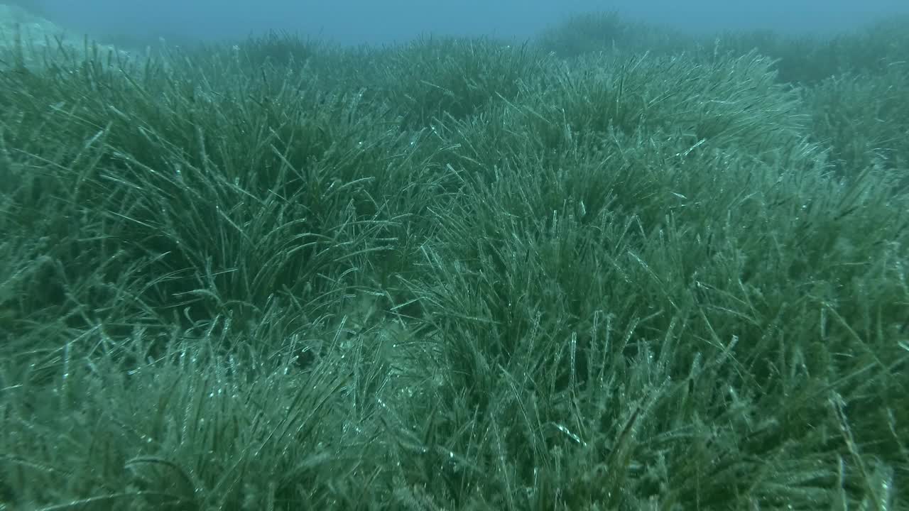 郁郁葱葱的海草，上青色的海水背景。相机向前移动在绿色海草地中海绦草或海王星草(Posidonia)。4K - 60帧。塞浦路斯视频素材