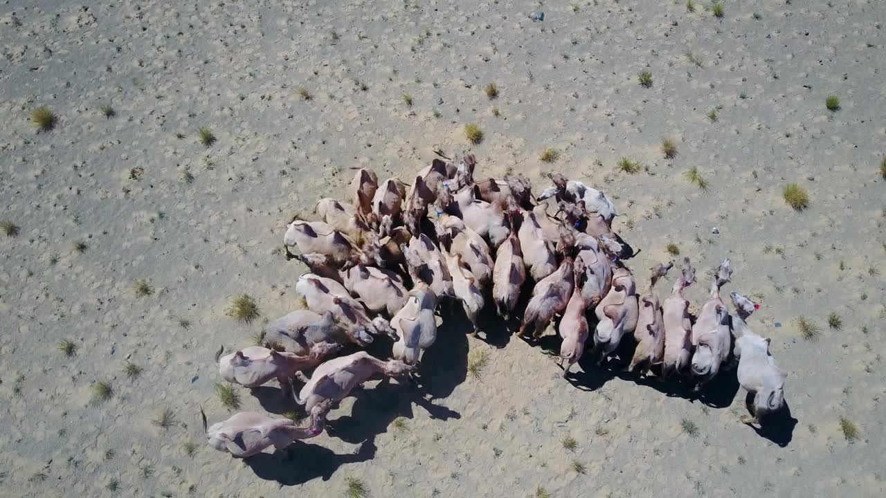 蒙古沙漠中的一群双峰驼俯视图视频素材