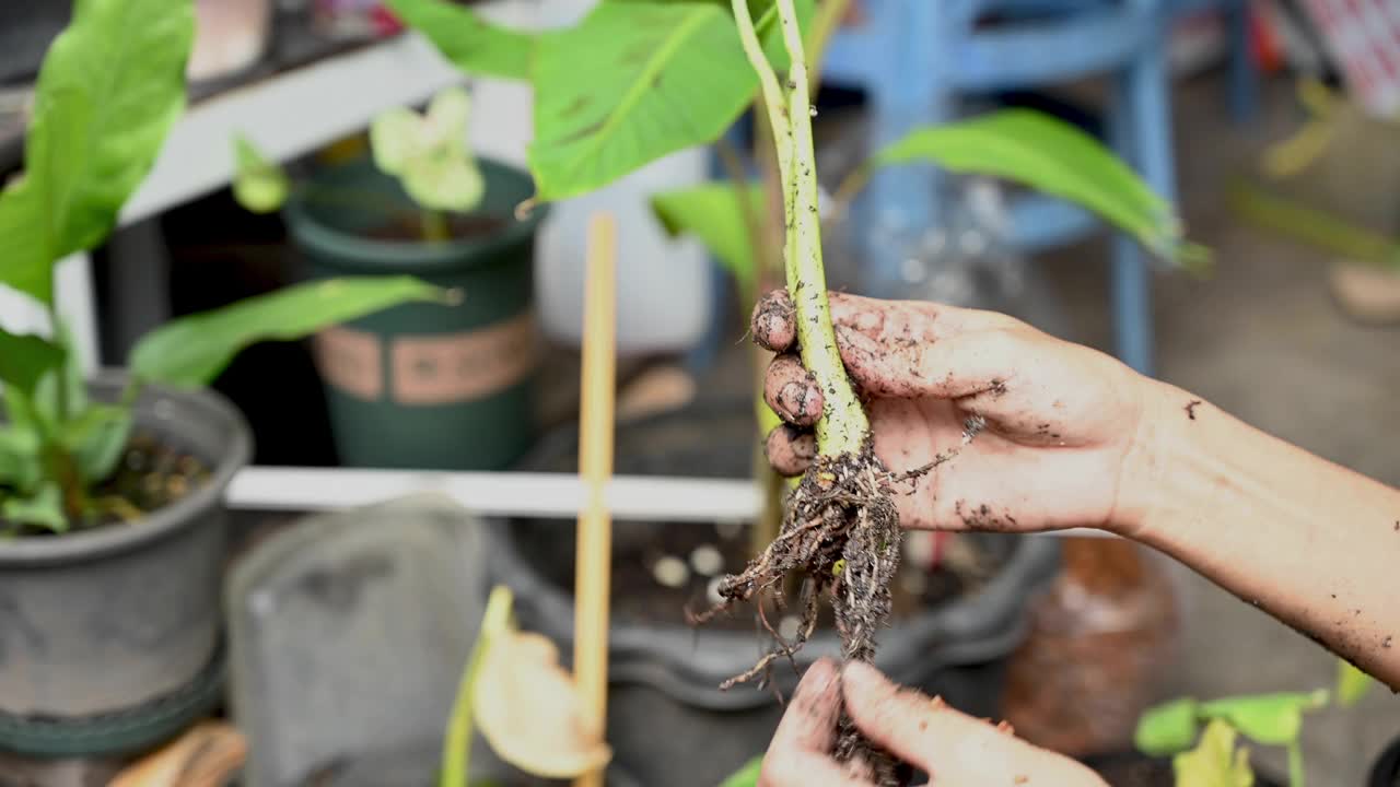 一个女人的手把一棵幼苗移到一个花盆里视频素材