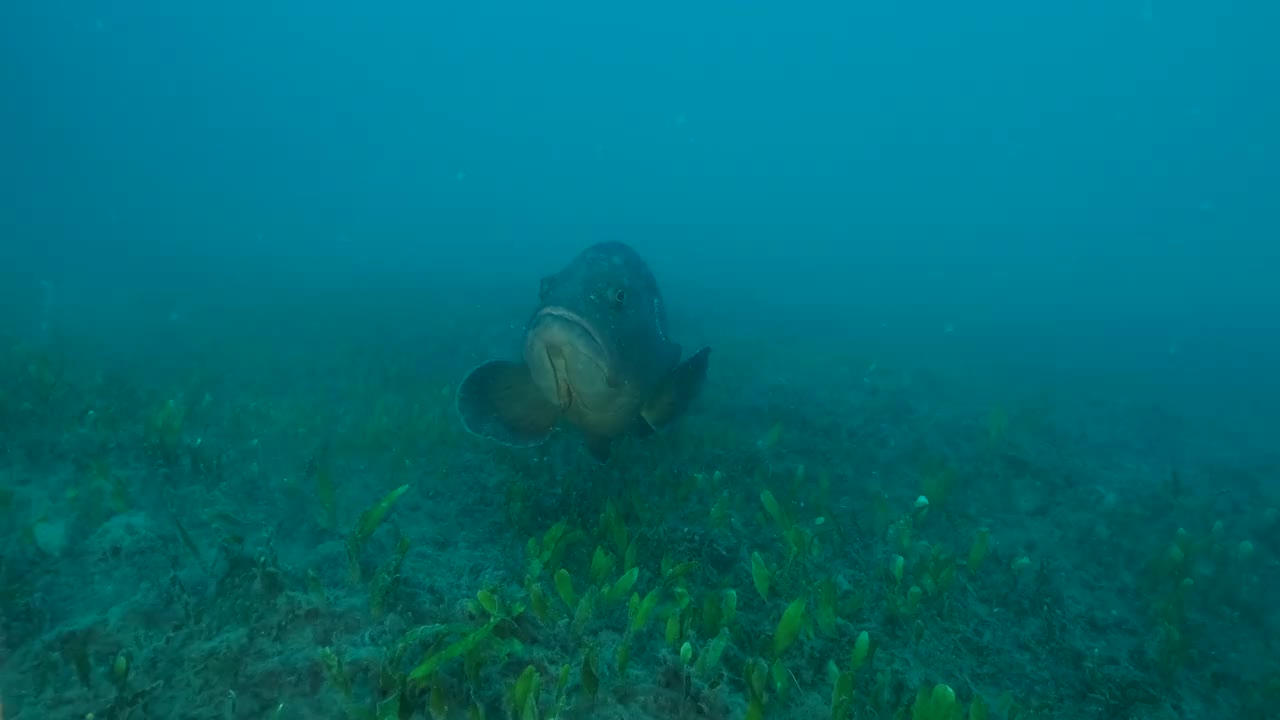 大石斑鱼在波涛汹涌的水域中在海床上游动。黑石斑鱼(边缘石斑鱼)。特写,4 k-60fps。地中海视频素材