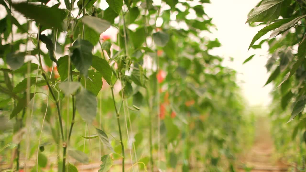 青椒种植在花园中心。滑块拍摄视频素材