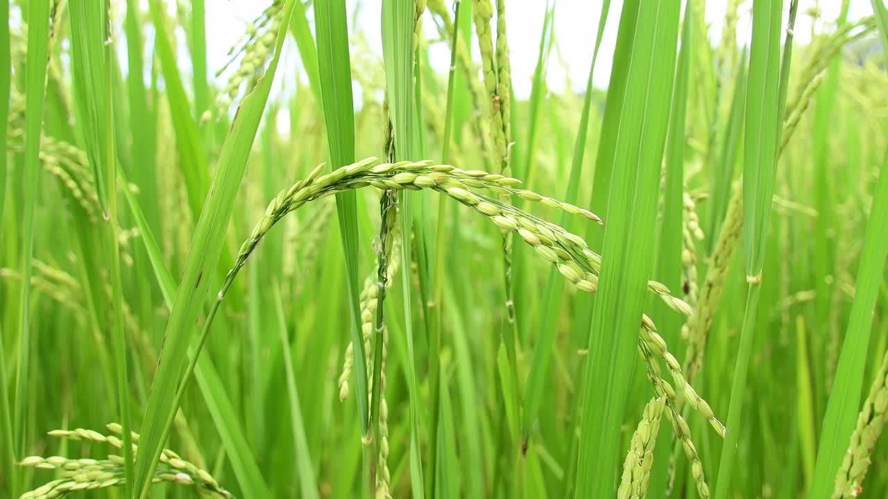 稻谷作物，在田间生长的绿色水稻植株，带着幼小的谷粒和绿色的窄叶，随风飘动
在多风的运动。饮食景观自然概念。视频素材