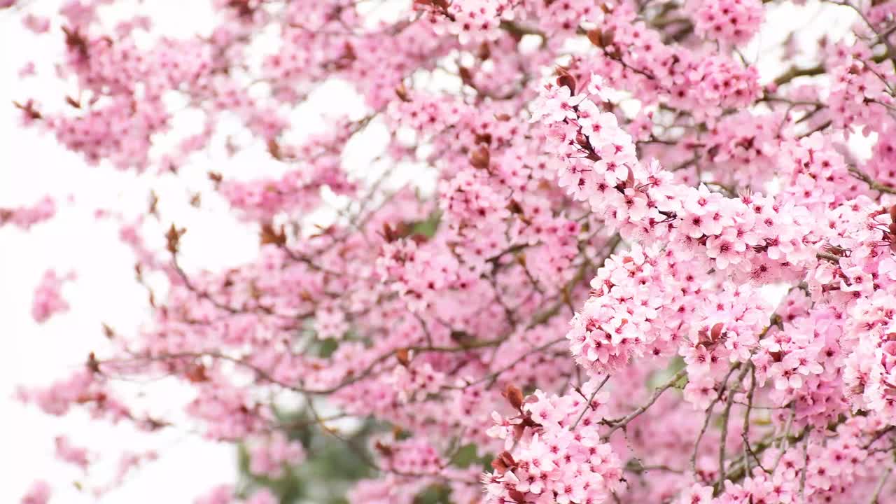 美丽的吹或飘粉红色樱花(樱花)花在春天的季节与背景模糊的散景视频素材