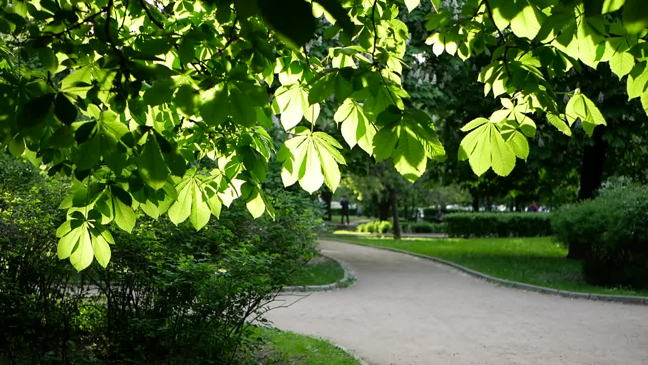 春天的风景——春天公园里的栗子。视频素材