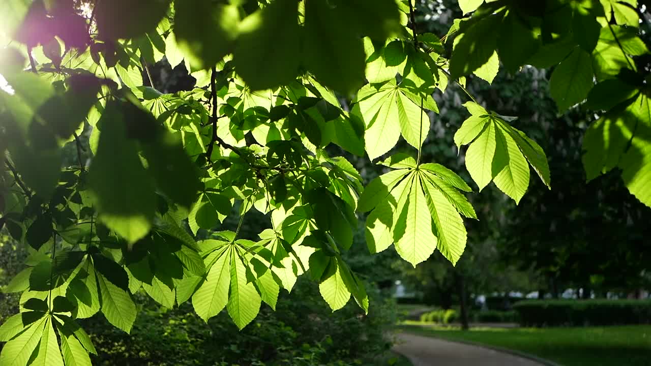 春天的风景——春天公园里的栗子。视频素材