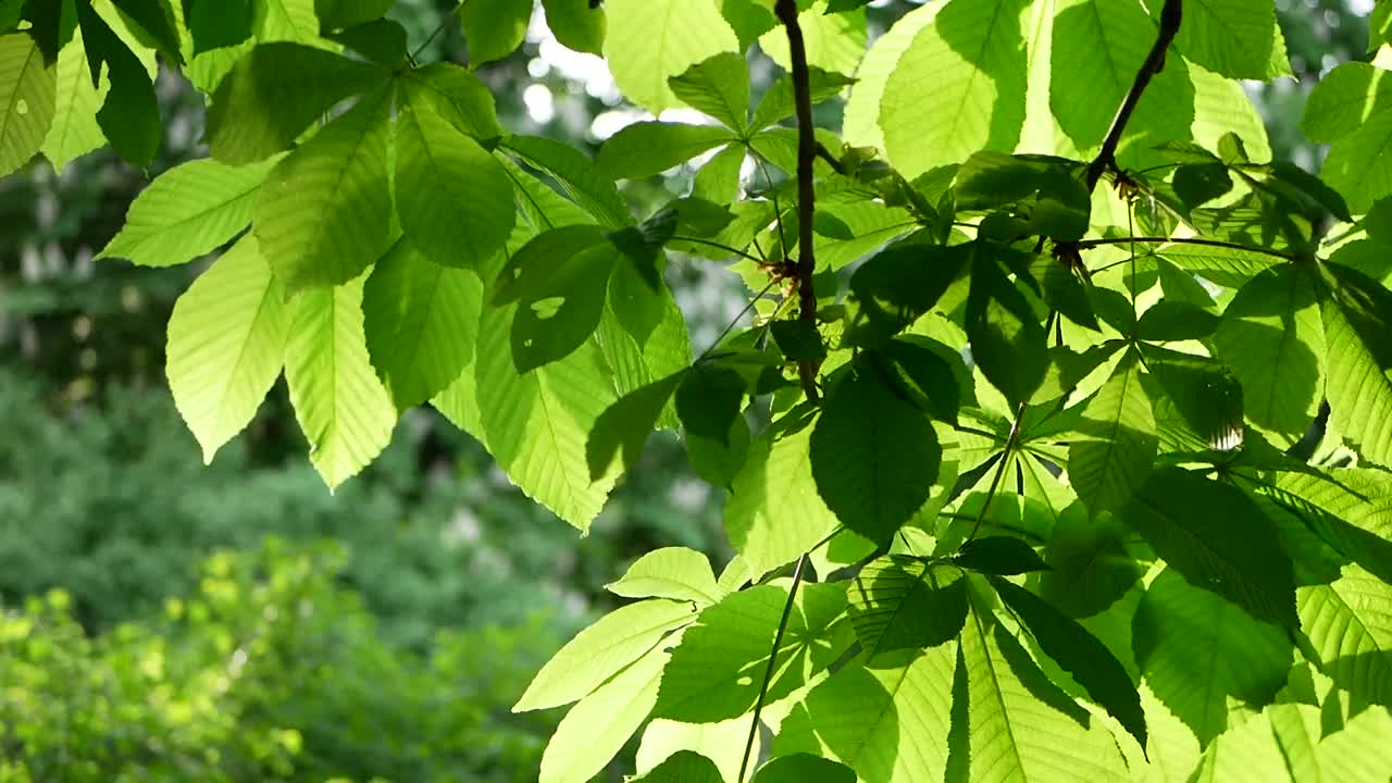 春天的风景——春天公园里的栗子。视频素材