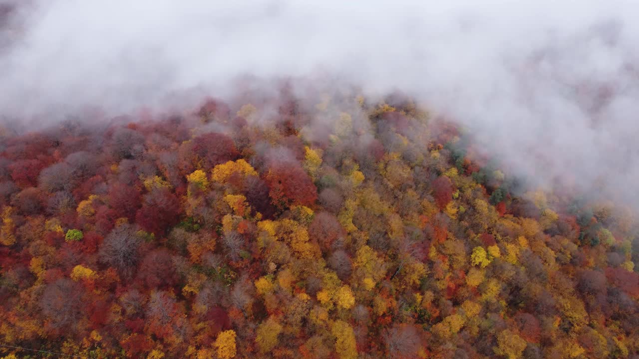 山林的秋天。森林鸟瞰图中的秋天色彩。视频素材