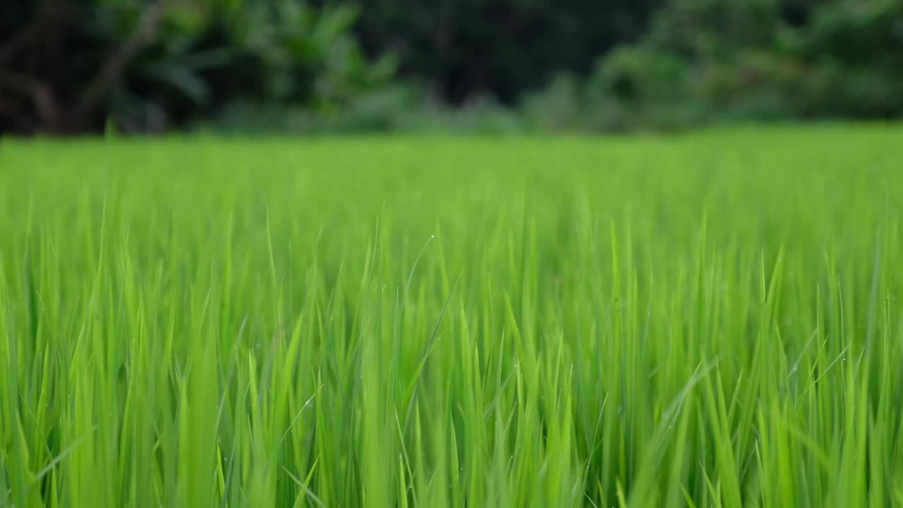 绿色稻田的特写视频素材