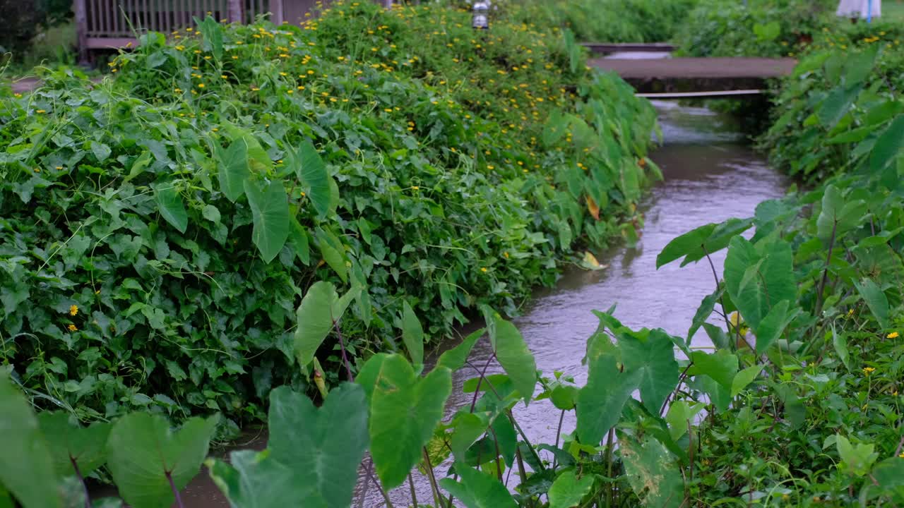 一条小运河和一株植物视频素材