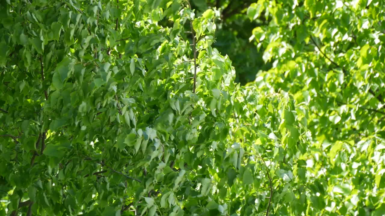 夏天或春天的强风吹动树枝上的绿叶视频素材