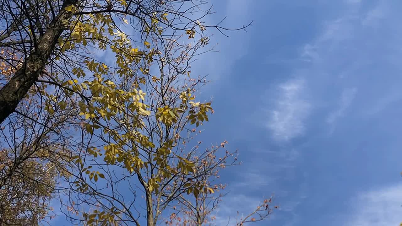 从下往上看，在天空和树梢旋转。视频素材