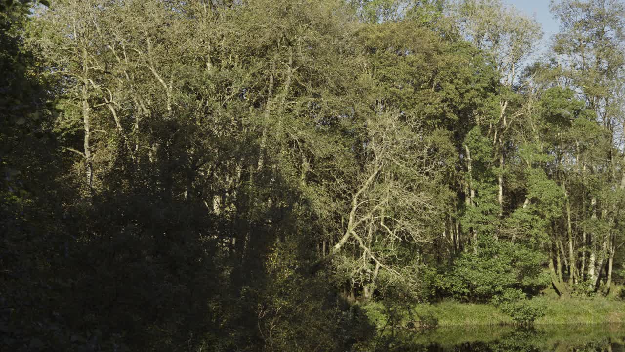 明媚的秋日清晨，平静的河面景色视频素材