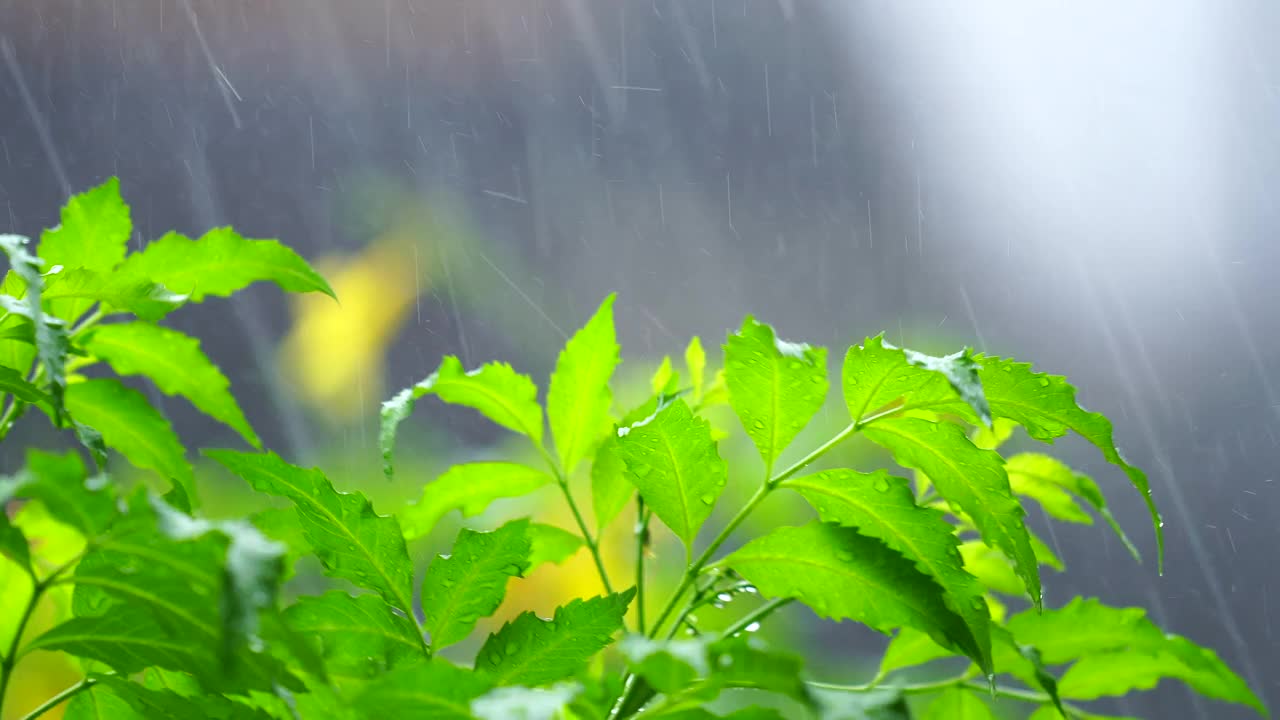 在夏日里瓢泼大雨视频素材