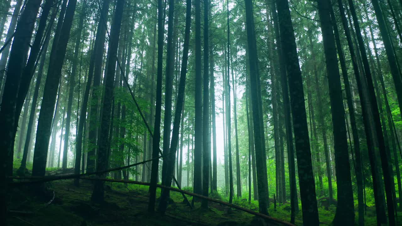 树木公园森林雾太阳神奇的自然薄雾晨叶视频素材