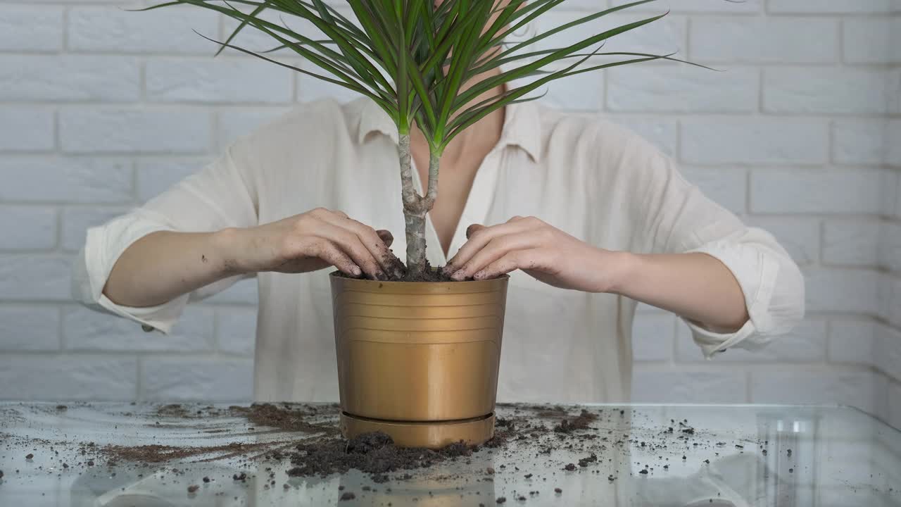 一名妇女在移植室内植物。视频素材