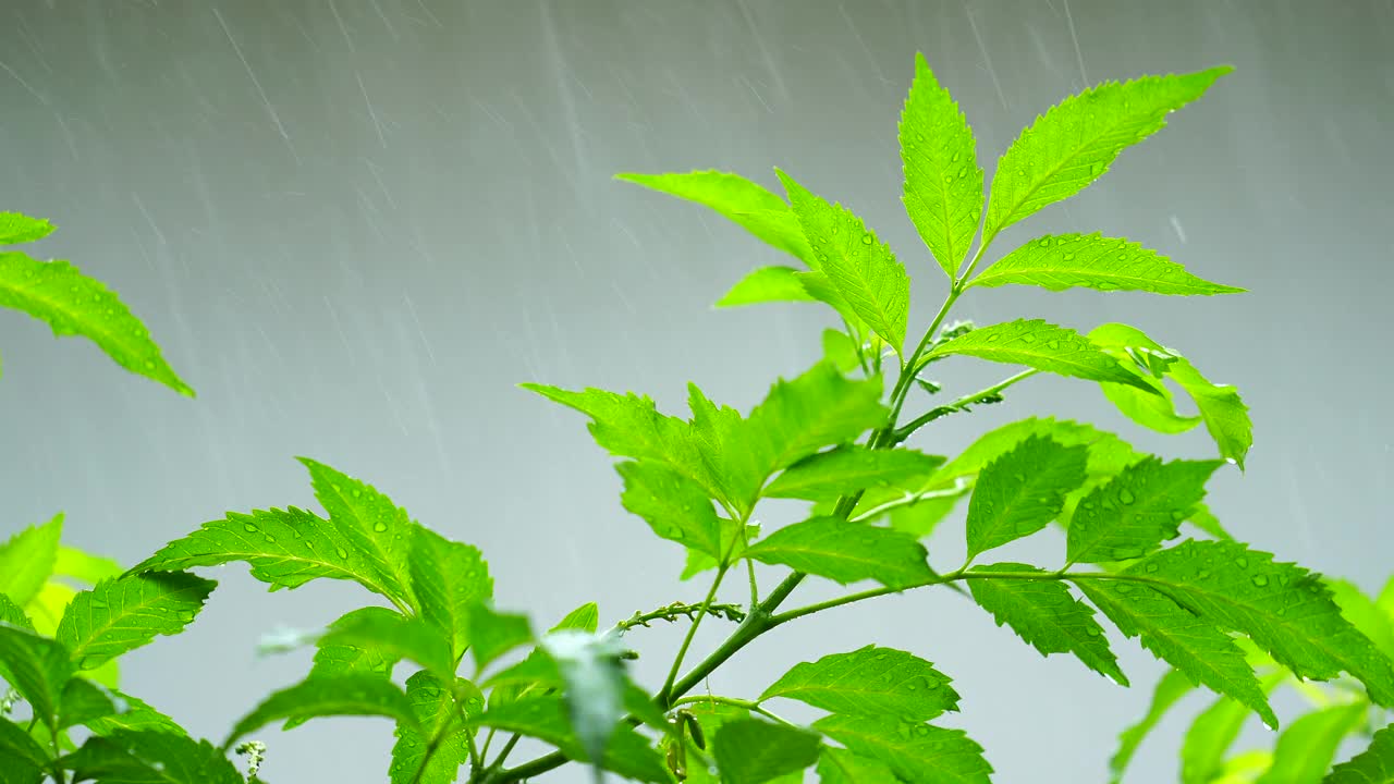 在夏日里瓢泼大雨视频素材